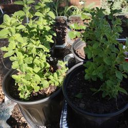 Oregano Plants