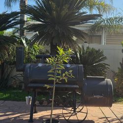  tropical fruit Tree WHITE GUAVA   4YEAR OLD  