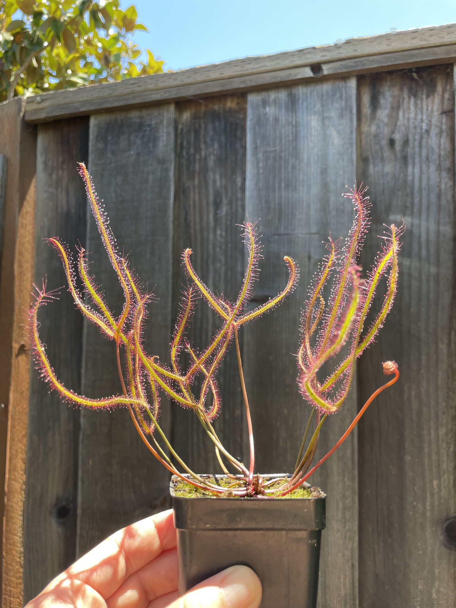 Drosera Binata, “Red”, Forked Leaf Sundew. Live Carnivorous Plant 