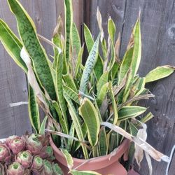 Large Plant