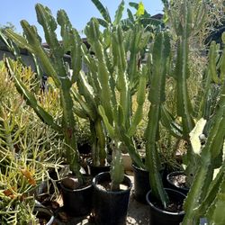 5 Feet+ Cathedral Cactus