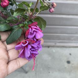 8” blue eyes fuchsia 