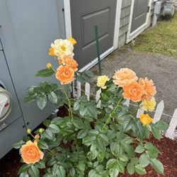 Multi Shades Of yellow Rose Bush