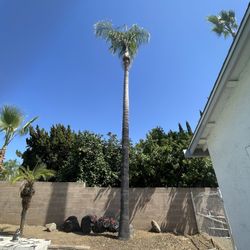 Palm