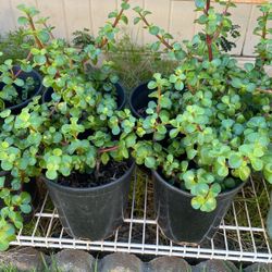 Areca palms, Jade plants, Ferns  And Others