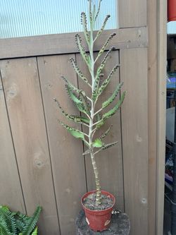 Mother of millions