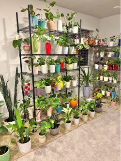Indoor Plants Sale 15% Off
