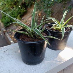 Small Spider Plants