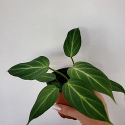 Gloriosum 'Dark Form'