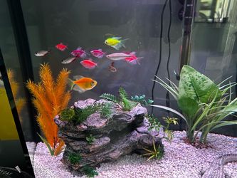 Fish tank