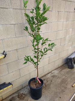 PLUM Santa Rosa tree