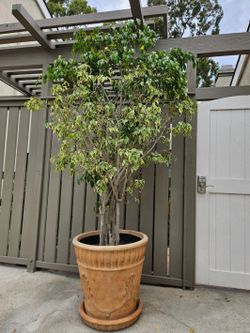 Two Color Leaf Ficus Benjamina (Weeping Fig) In 23" Diameter Pot