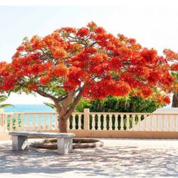 Royal Poinciana Trees 