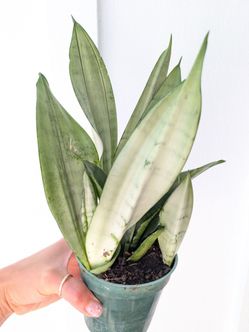 Sansevieria Moonshine Snake Plant 4" Pot - Indoor House Plants