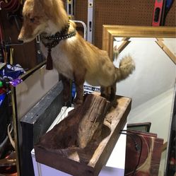 Mounted Fox 