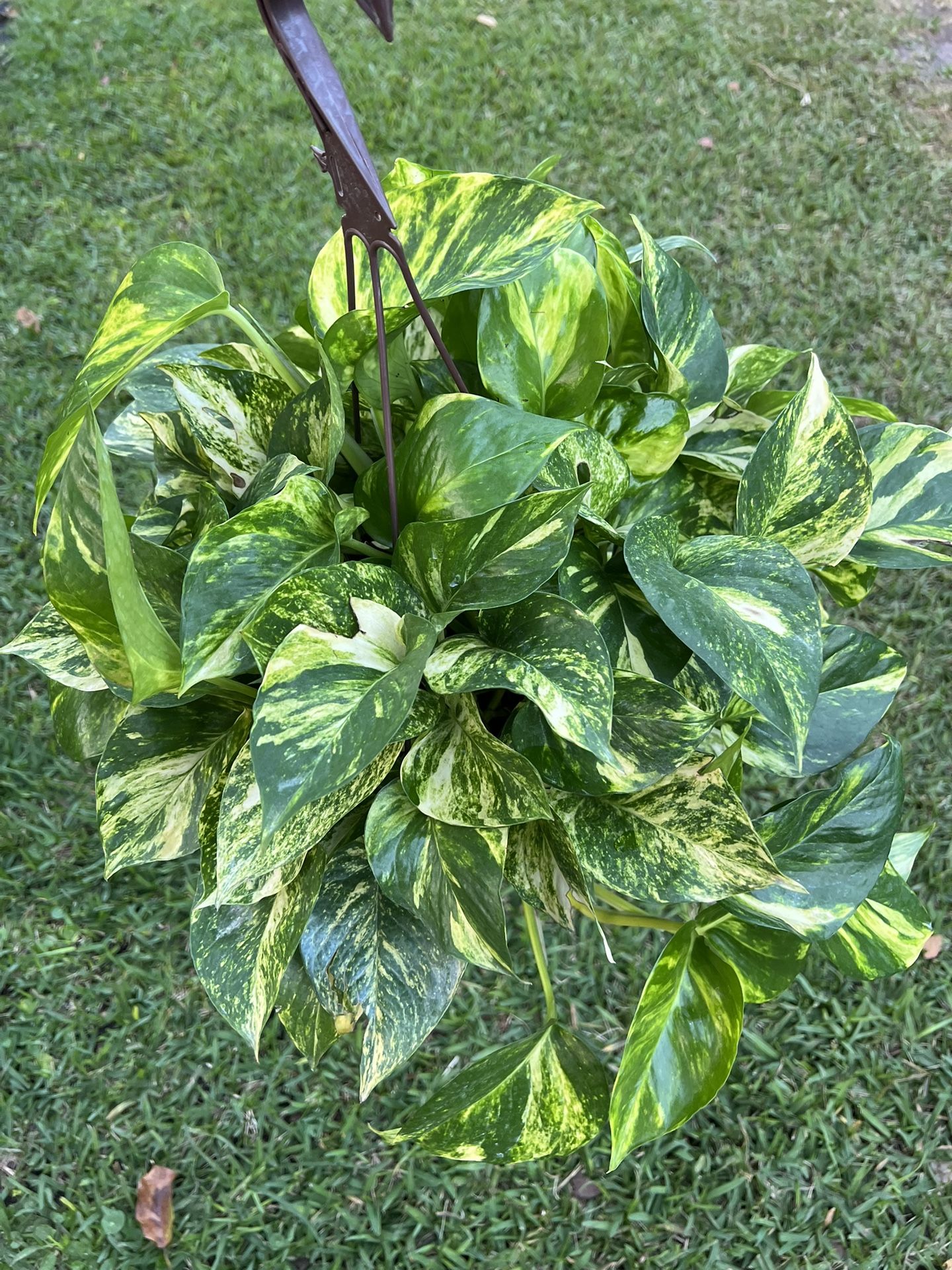 GOLDEN POTHOS ( Hanging Basket) 10” Pot