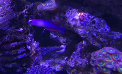 Fake purple firefish goby and large blue chromis aquarium decoration