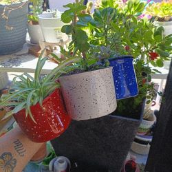 Plants 
