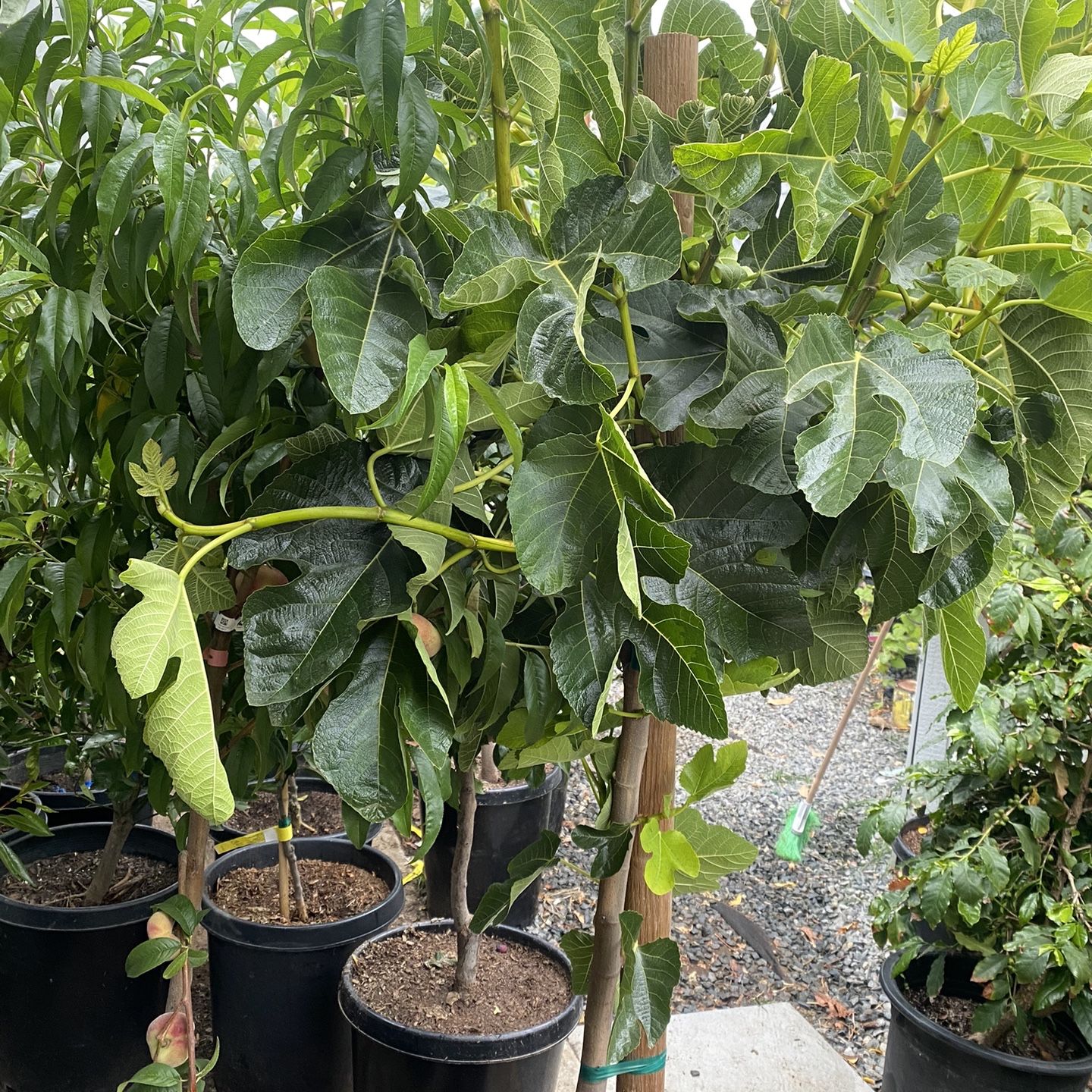 Fruit Trees for Sale in Riverside, CA - OfferUp
