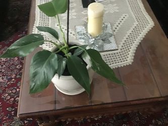 Plant