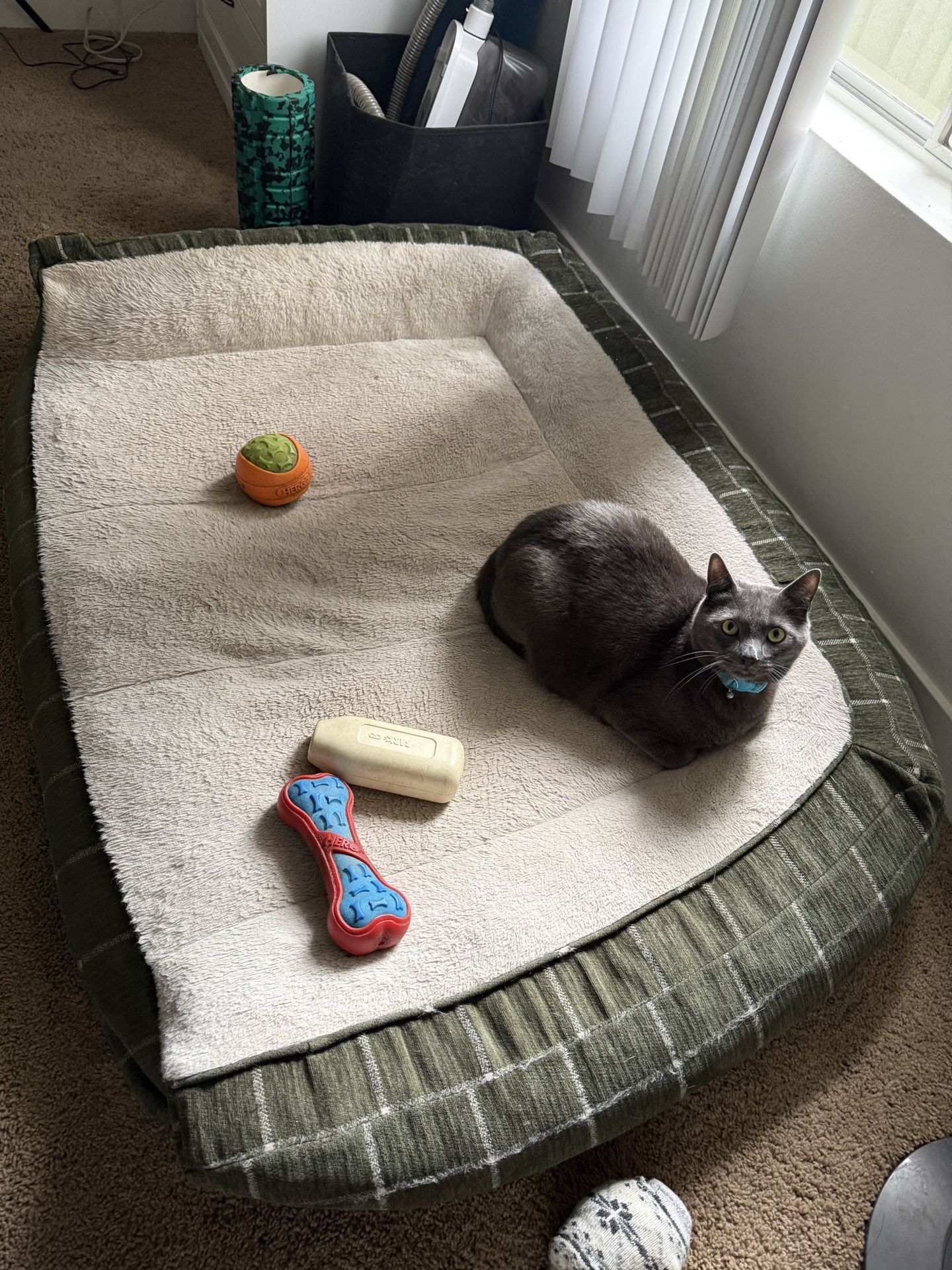 XL DOG BED
