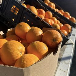 Fresh Oranges Sale 