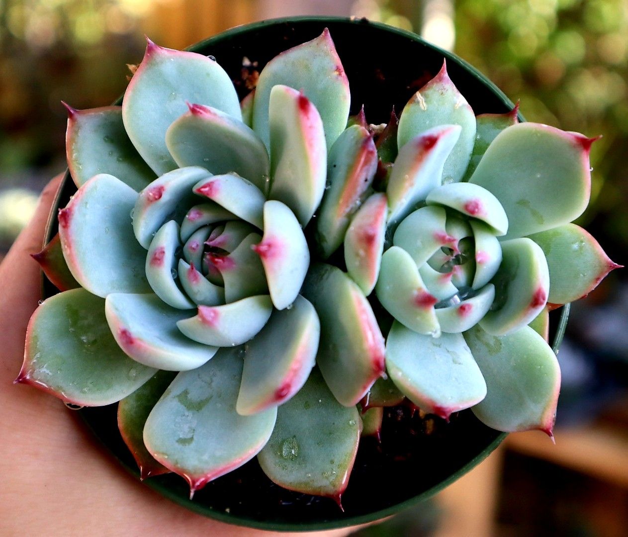 Colorata succulent plant