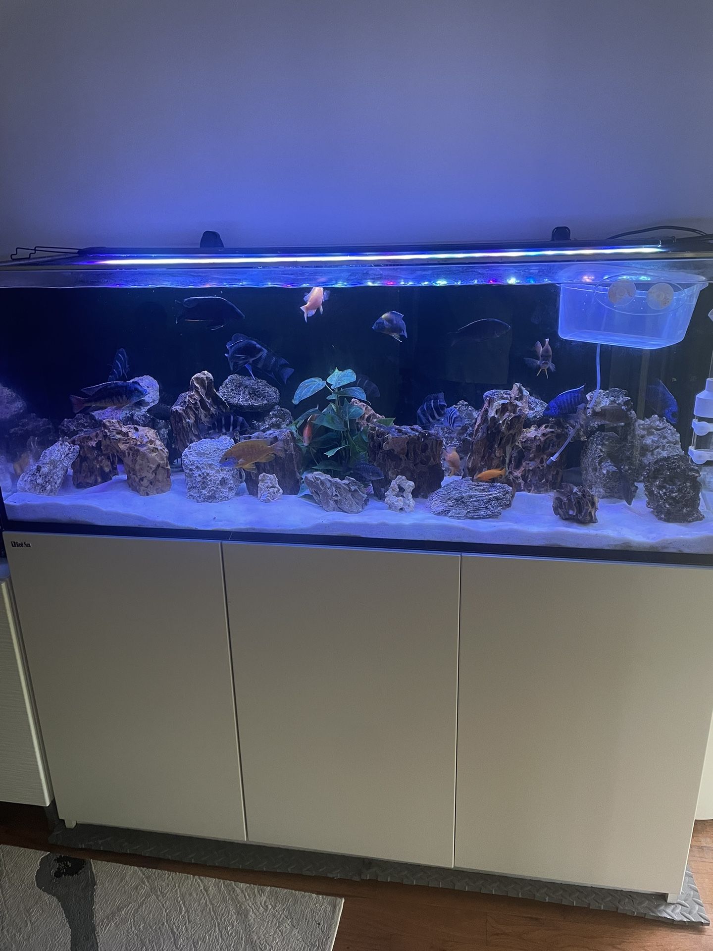 Aquarium Red Sea