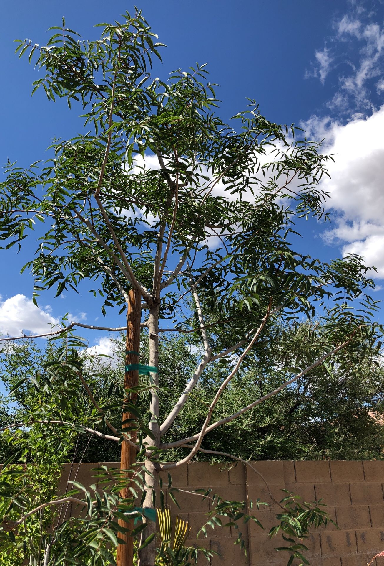 Large 10ft Red Push Pistache Shade Tree for Sale in Laveen Village, AZ ...