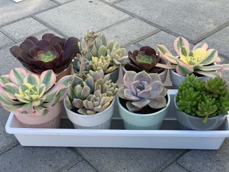 Succulent plant
