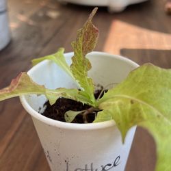 Organic Red Lettuce Plant