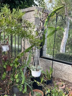 Dragon Fruit Tree