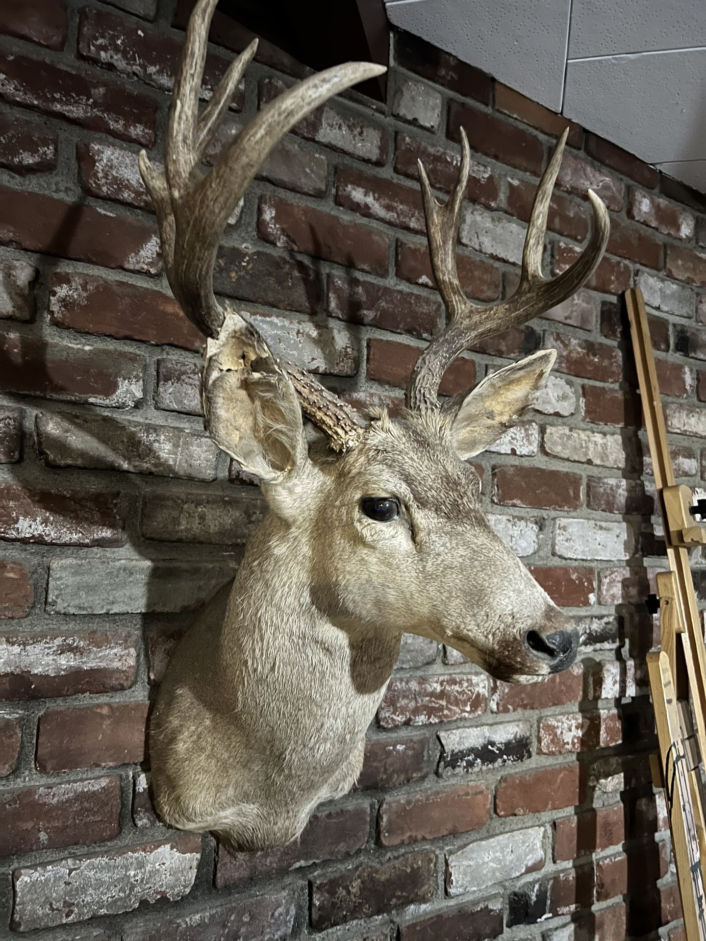 Deer Taxidermy