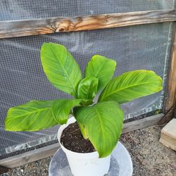 Peace Lily Plant 8" Pot