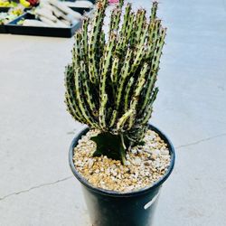 Euphorbia Aeruginosa Imported On Sale