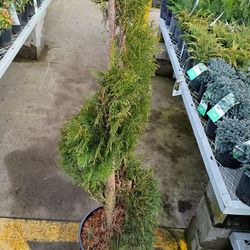 Arborvitae Spiral Tree Shrubs 4ft