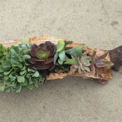 Mother's Day Succulent Arrangements 