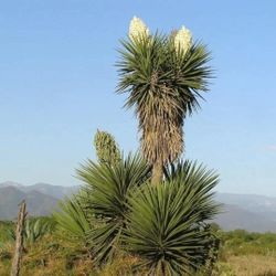 Spanish Dagger Yucca 8 A 9 Ft Tall 