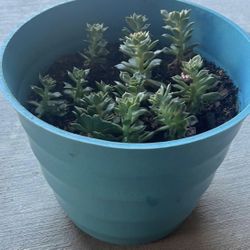 Succulent In Teal Pot
