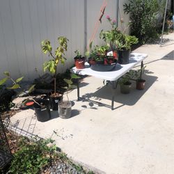 Plant Sale