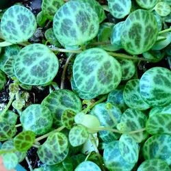 Live Beautiful Peperomia String Of Turtles 🐢. Indoor HousePlants  / Vines With 4 Inch Nursery Pots 