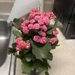 Gorgeous Stunning pink Rose Plant 