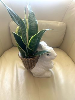 Snake plant