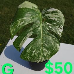 Variegated Albo Monstera