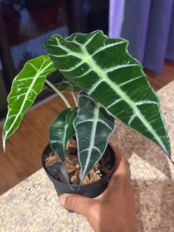 Alocasia Amazonica