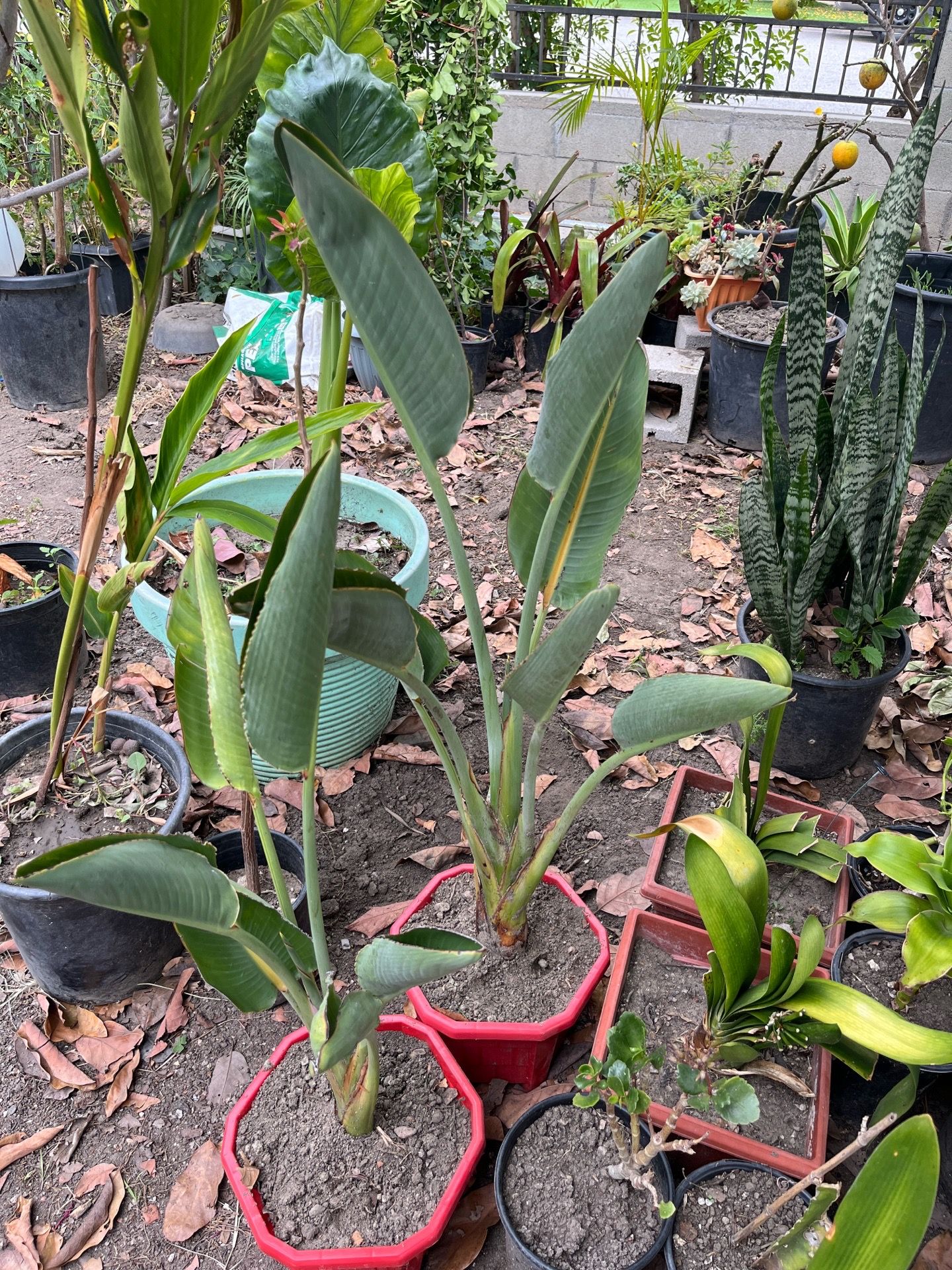 Bird Of Paradise Flower Plant Pot