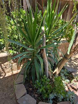 Yuca plant/ planta de yuca
