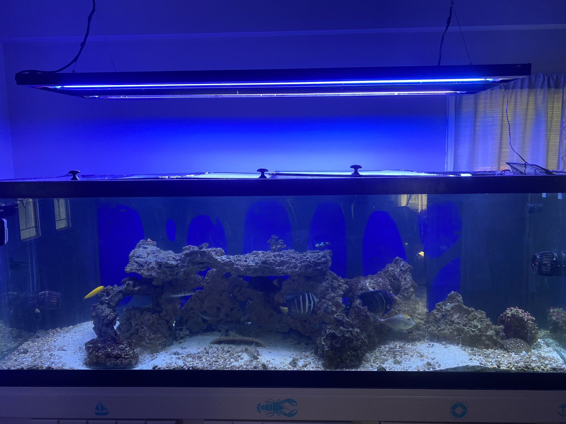 Aquarium For Sale! 180 Gallons ! Everything Must Go!