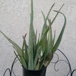 Aloe Vera 