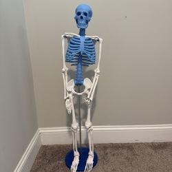 Skeleton